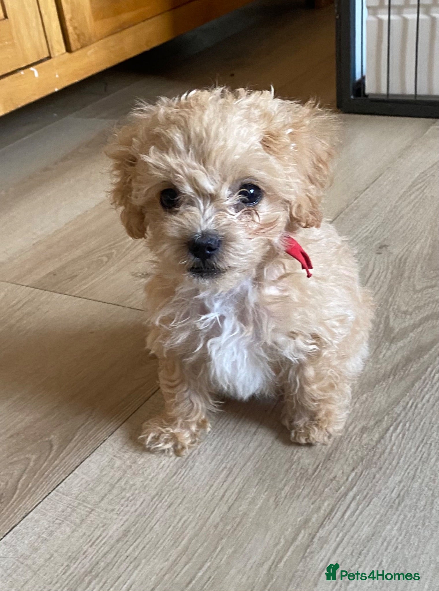 Maltipoo dogs Asian tiny x-small multipoo puppies f1 - Advert 2