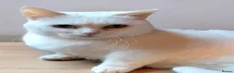 Munchkin cats for sale: Exceptional Quality & Extremely Rare Minuets - Advert 5