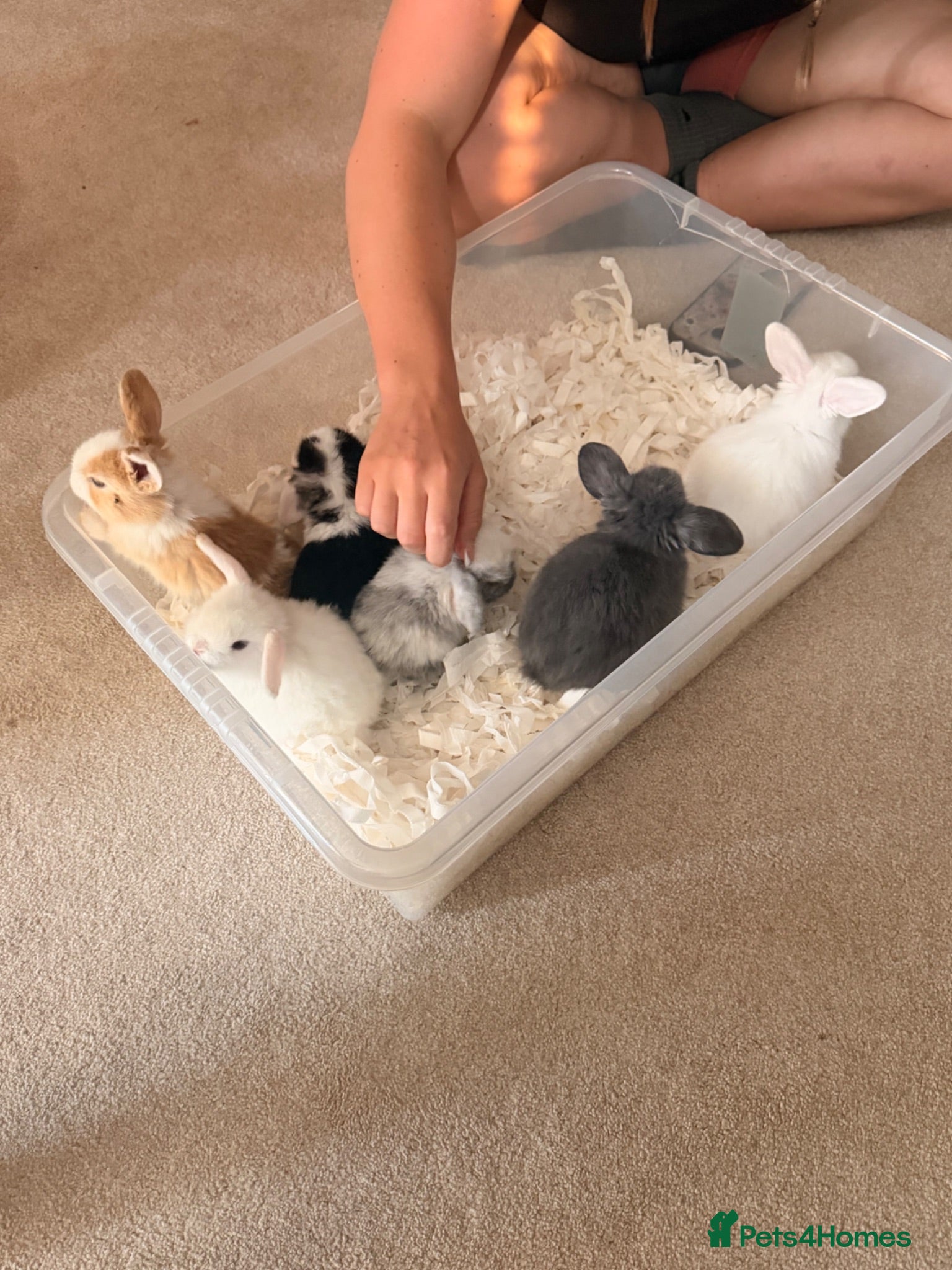 Dwarf Lop rabbits 6 mixed sex dwarf lop bunnies  - Advert 1