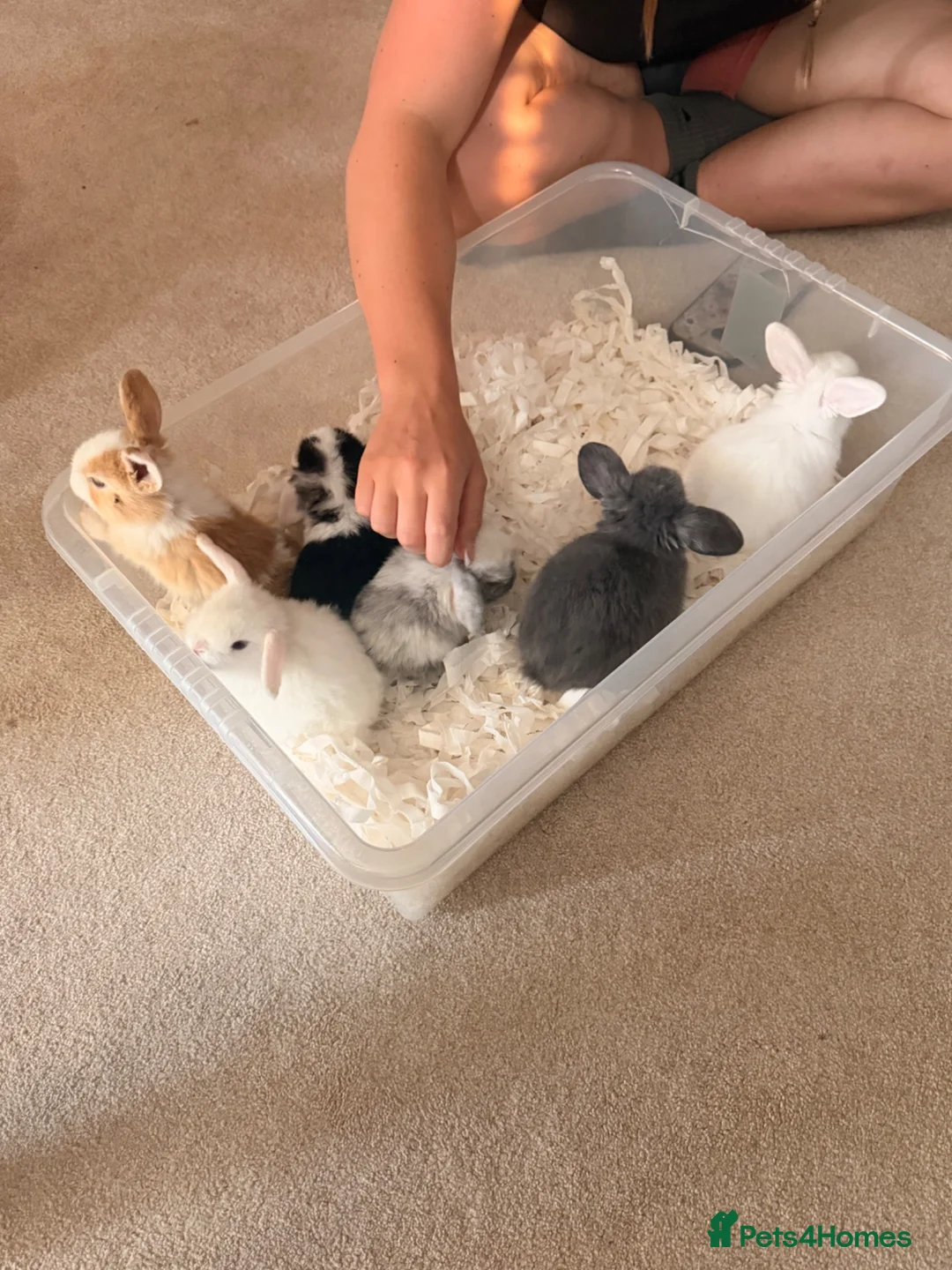 Dwarf Lop rabbits for sale: 6 mixed sex dwarf lop bunnies  in Fareham - Advert 1