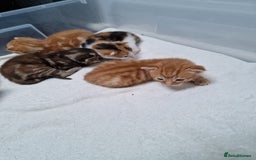 Mixed Breed cats for sale: 2 Ginger Boys, 1 Tabby Girl. Donate to charity - Image 7