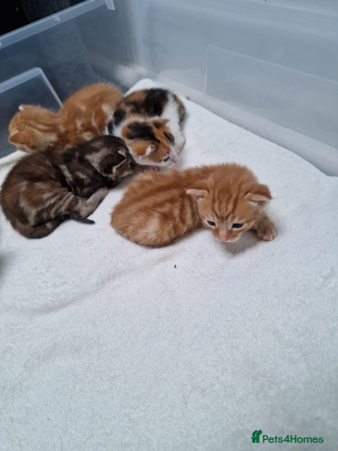 Mixed Breed cats for sale: 2 Ginger Boys, 1 Tabby Girl. Donate to charity - Image 7