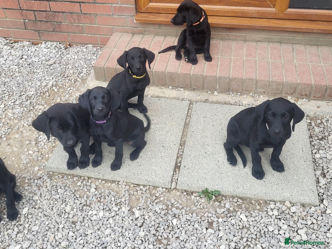 Labrador Retriever dogs for sale: Working labrador puppies  - Image 17