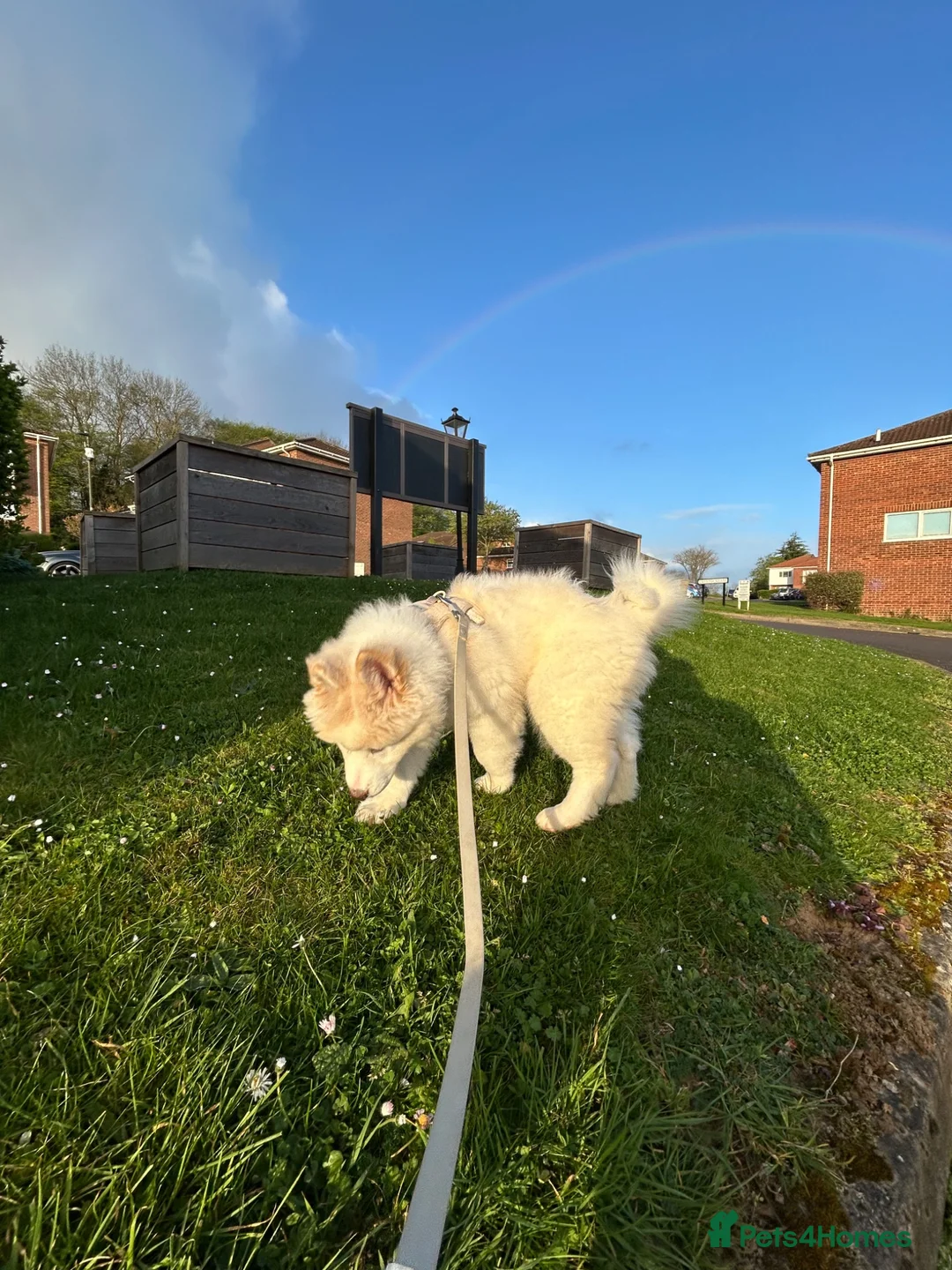 Akita dogs for sale: Female American Akita  in Dartford - Advert 4