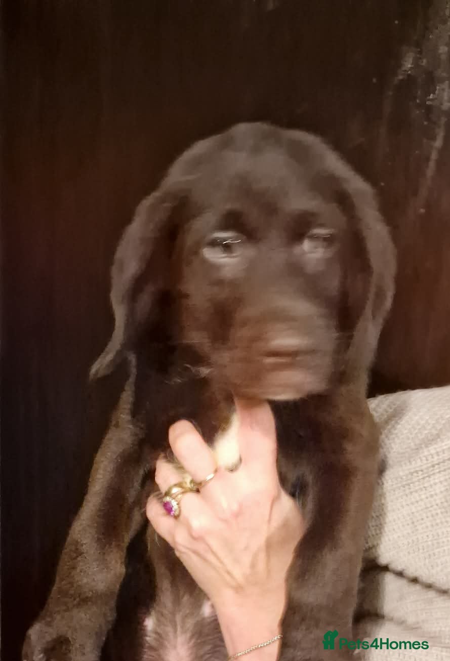 Labradoodle dogs 2 Beautful labradoodle puppies available for sale  - Advert 11