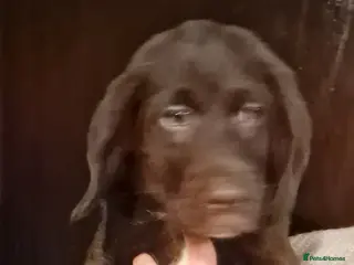 Labradoodle dogs 2 Beautful labradoodle puppies available for sale - Advert 11