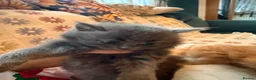 Persian cats for sale: Stunning persian kittens - Advert 15