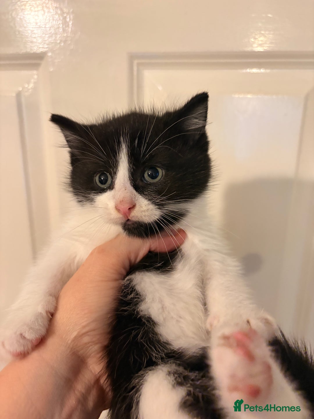 Mixed Breed cats for sale: 4 gorgeous boys 2 fluffy and a chocolate brown  - Advert 3