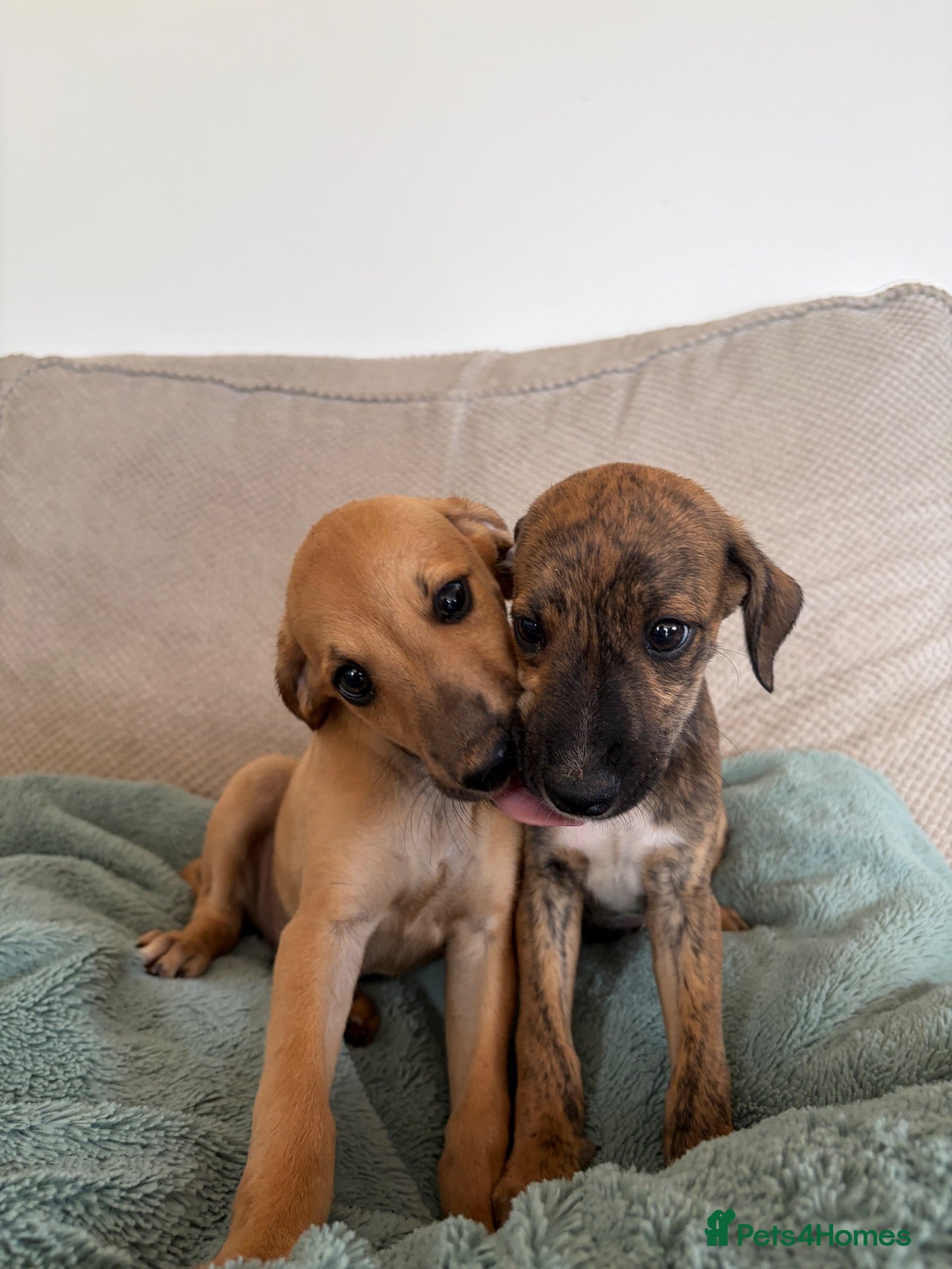 Whippet dogs Beautiful whippet puppies  - Advert 2