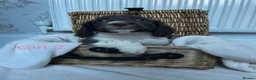 Cocker Spaniel dogs for sale: Cocker spaniel puppies - Advert 8
