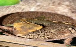Gecko reptiles for sale: Tuko the crested gecko - Image 10