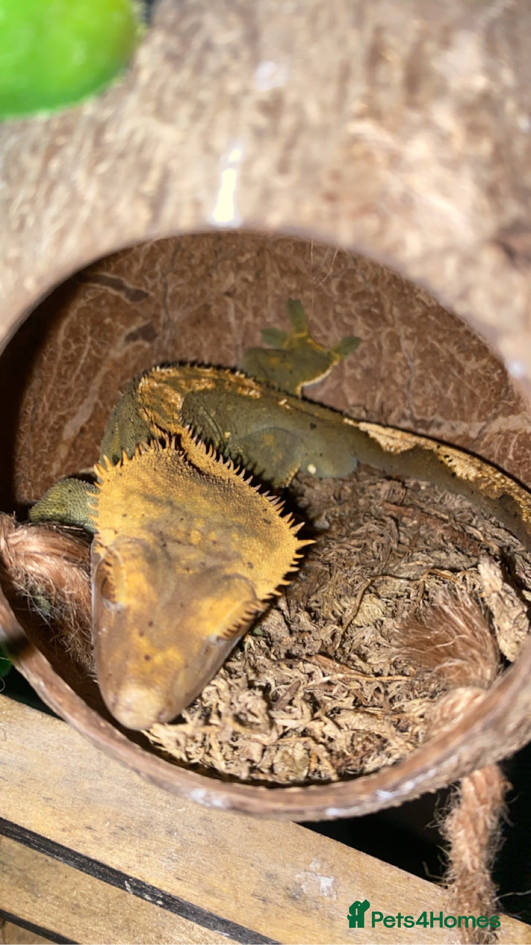 Gecko reptiles for sale: Tuko the crested gecko - Image 10