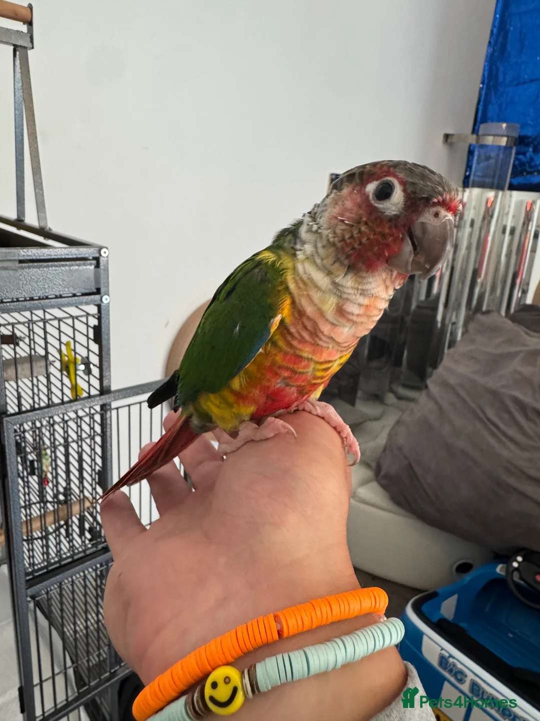 Conures birds for sale: Red factor, yellow sided pineapple conure - Advert 39