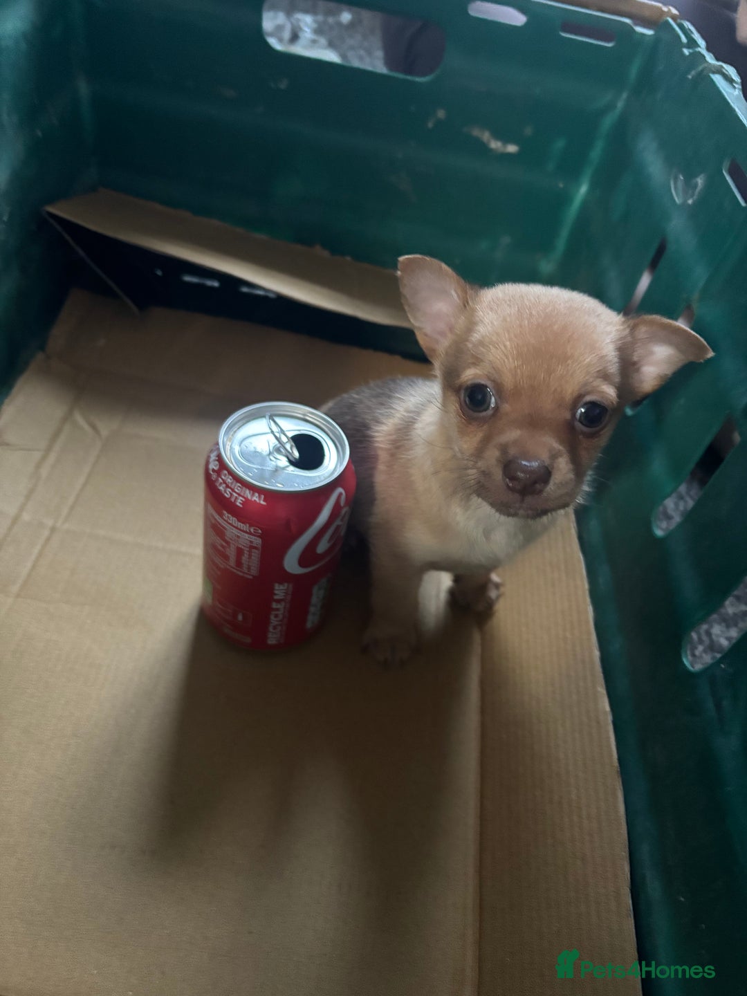 Pomchi dogs for sale: Hi this is my beautiful Pomchi puppy  - Advert 3