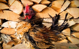 Chickens poultry for sale: Gorgeous frizzled serama cockerel - Image 2