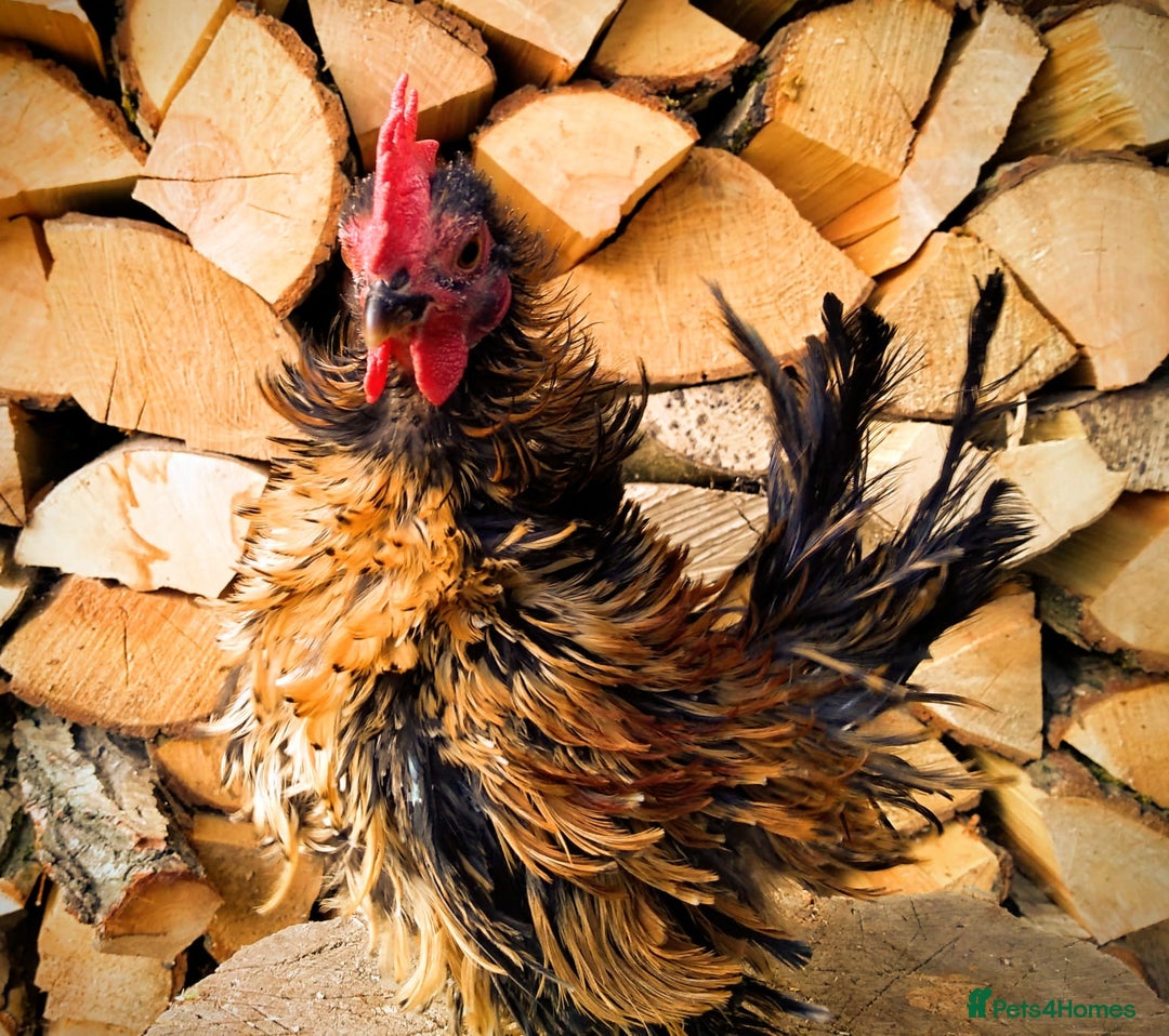 Chickens poultry for sale: Gorgeous frizzled serama cockerel - Image 2