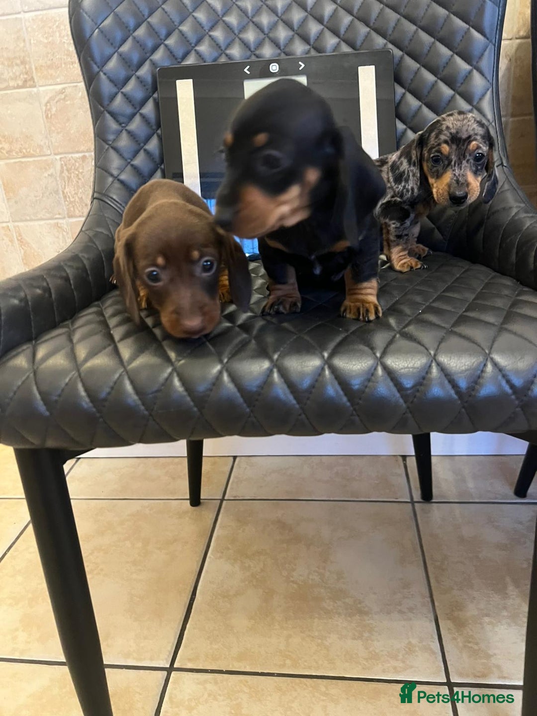 Dachshund dogs for sale: Dachshund puppies  - Advert 18