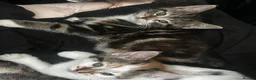 Mixed Breed cats for sale: Ready to Leave Now – Two Beautiful Female Kittens  - Advert 9