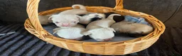 Pug dogs for sale: Unique pug puppies in Swanley - Advert 9