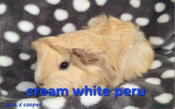Guinea Pig rodents for sale: Male peruvian guinea pig babies  in Saltburn-by-the-Sea - Image 7