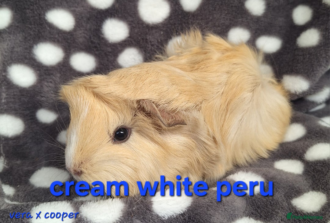 Guinea Pig rodents for sale: Male peruvian guinea pig babies  in Saltburn-by-the-Sea - Image 7