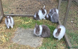 Lionhead rabbits for sale: Lionhead Bunnies - Image 2