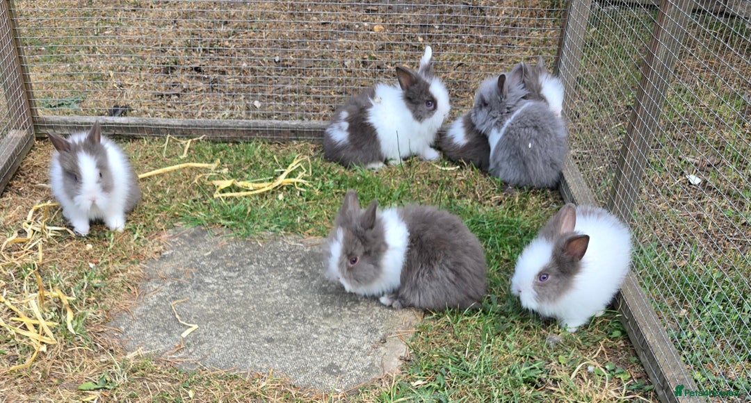Lionhead rabbits for sale: Lionhead Bunnies - Image 2