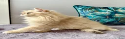 British Longhair cats for sale: Champion lines british longhair kittens - Advert 8