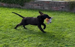 Flat coated Retriever dogs for sale: Black Flatcoat retriever puppies for sale  - Image 6