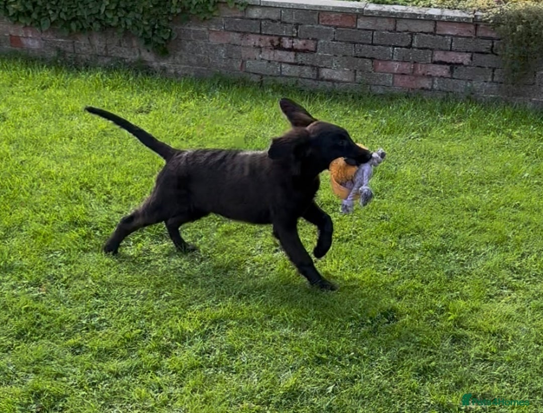 Flat coated Retriever dogs for sale: Black Flatcoat retriever puppies for sale  - Image 6