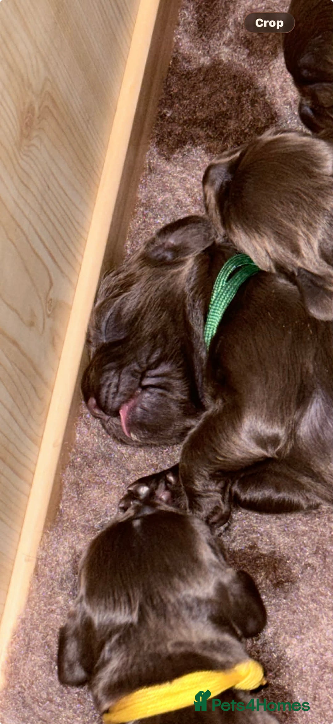 Sprocker dogs for sale: Sprocker Puppies for Sale, Mother Pure Bred Cocker - Advert 20