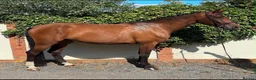KWPN horses for sale: 17.1hh KWPN 4-Year-Old Mare in Epping - Advert 1