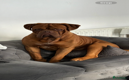 Dogue De Bordeaux dogs for stud: Dogue de Bordeaux for stud - Image 5