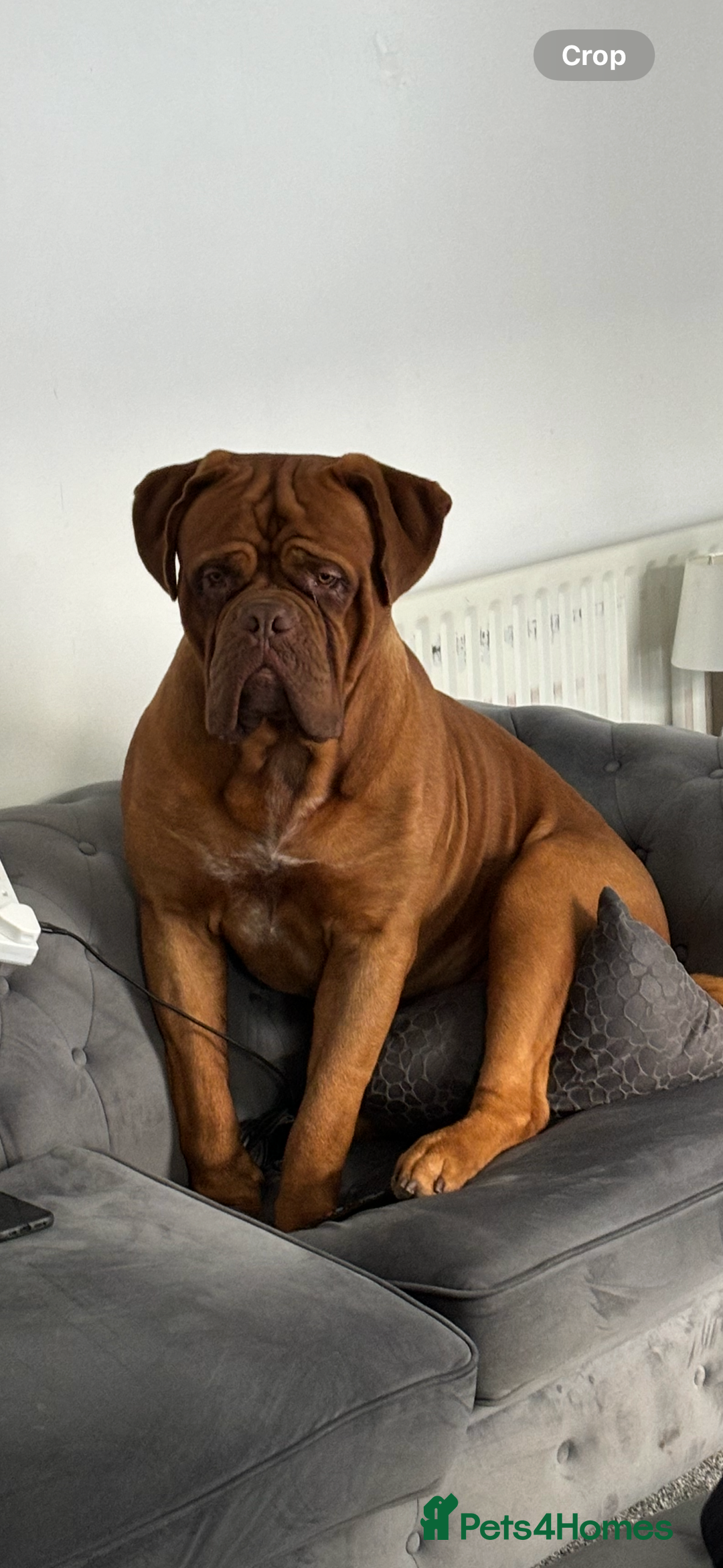 Dogue De Bordeaux dogs for stud: Dogue de Bordeaux for stud - Image 5