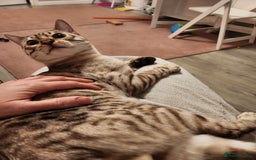 Bengal cats for stud: Proven Snow Bengal for studd in Southampton - Image 5
