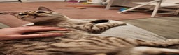 Bengal cats for stud: Proven Snow Bengal for studd in Southampton - Advert 6