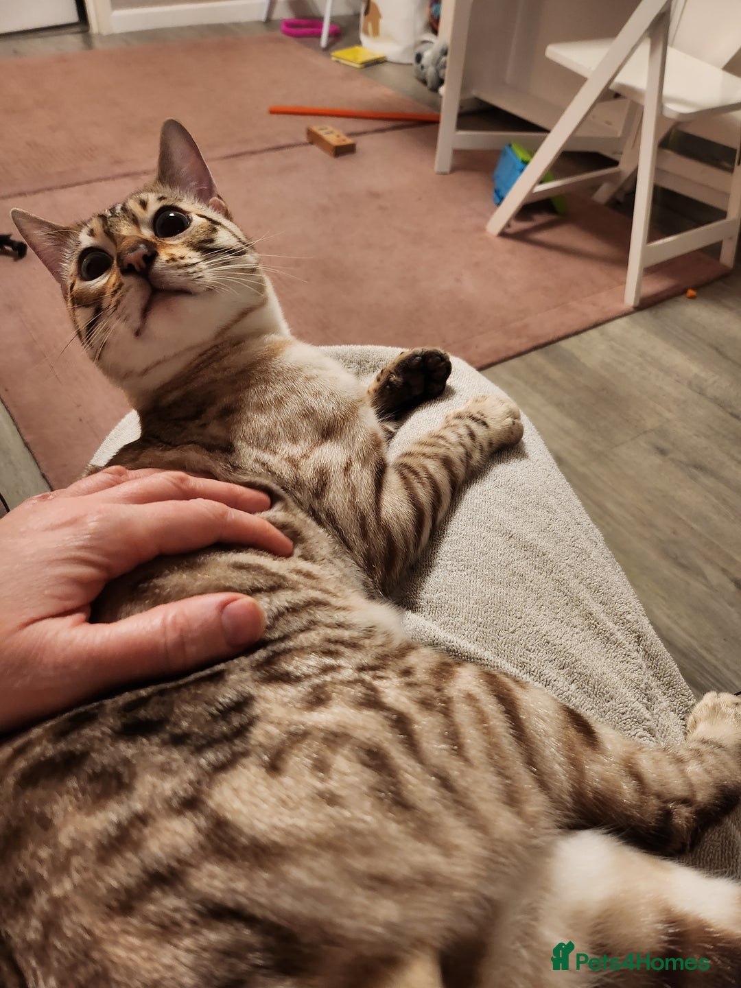 Bengal cats for stud: Proven Snow Bengal for studd in Southampton - Image 5