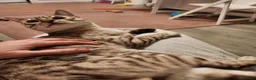 Bengal cats for stud: Proven Snow Bengal for studd in Southampton - Advert 6