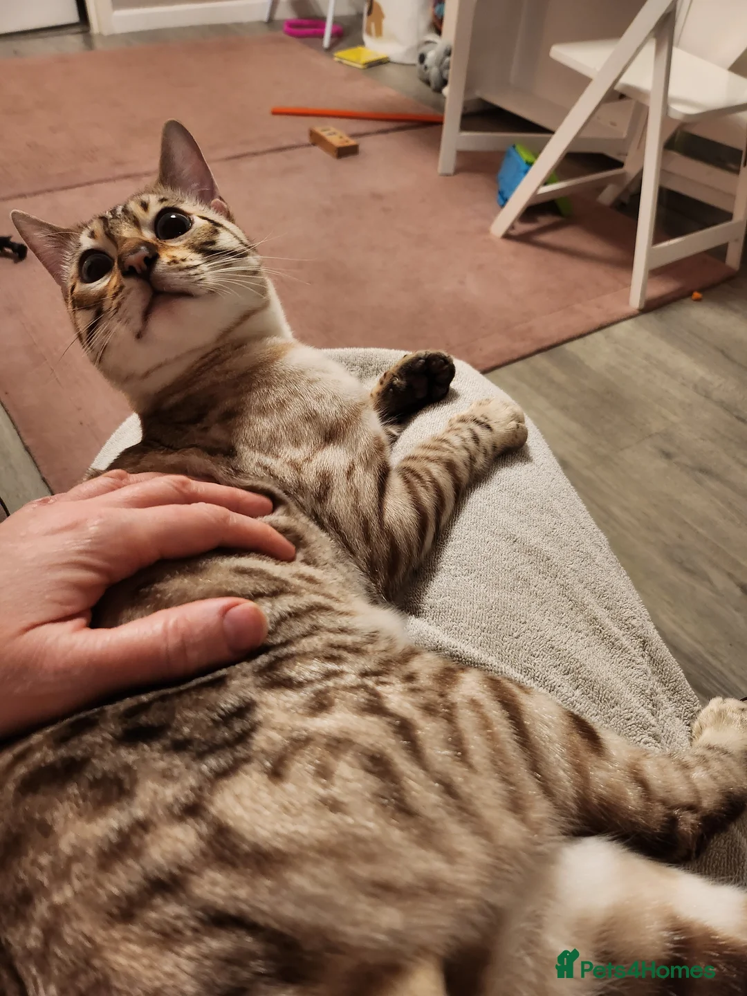 Bengal cats for stud: Proven Snow Bengal for studd in Southampton - Advert 6