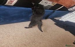 Mixed Breed cats for sale: Black Short Hair Kitten - male - Image 4