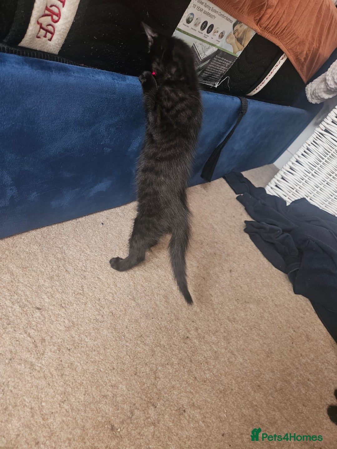Mixed Breed cats for sale: Black Short Hair Kitten - male - Image 4