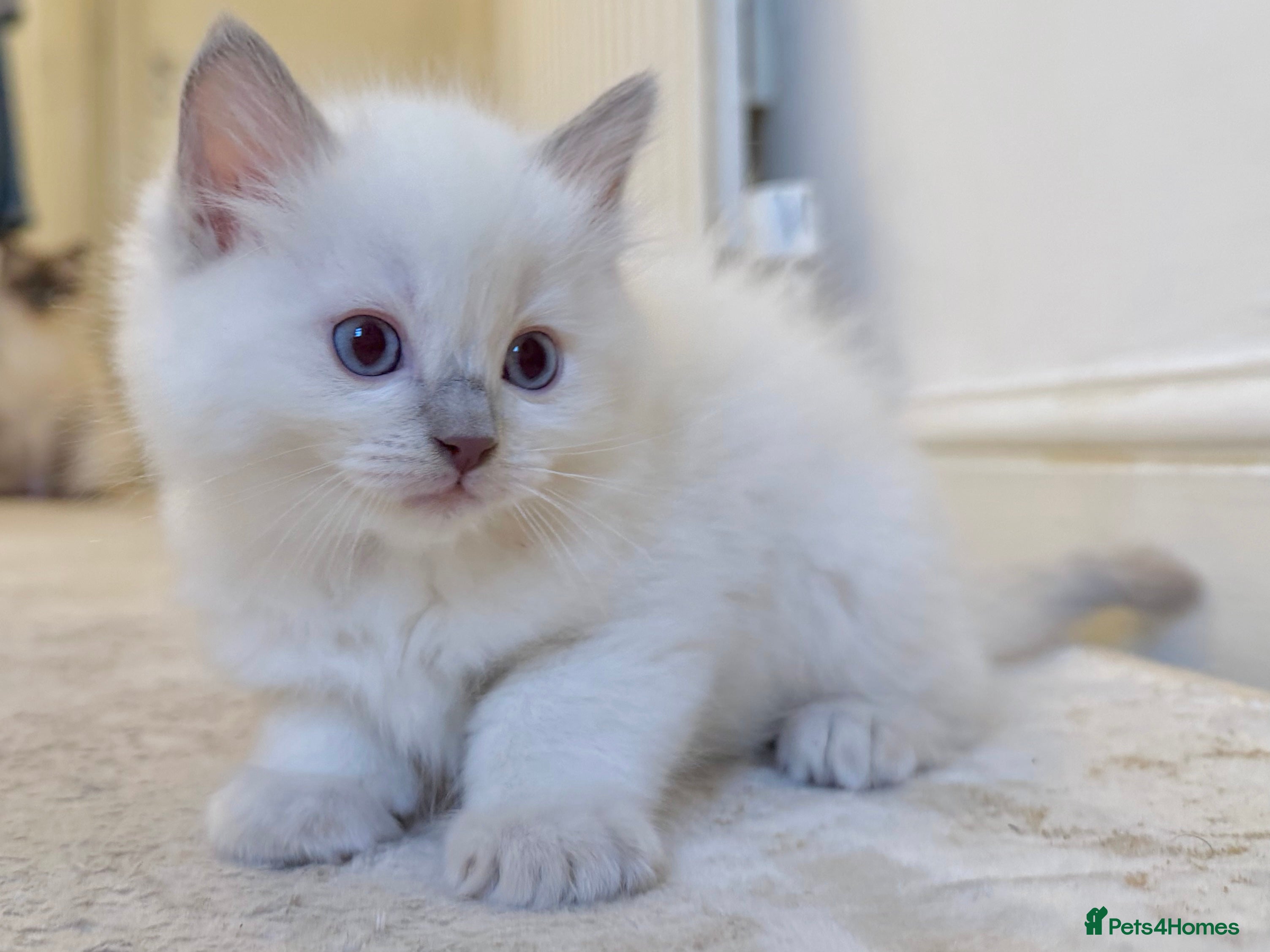 Ragdoll cats BLUE POINT RAGDOLL KITTEN - Advert 1