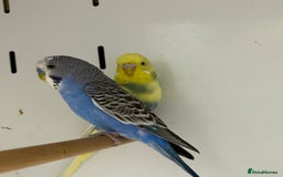 Budgerigars birds for sale: Beautiful baby budgies  - Image 8
