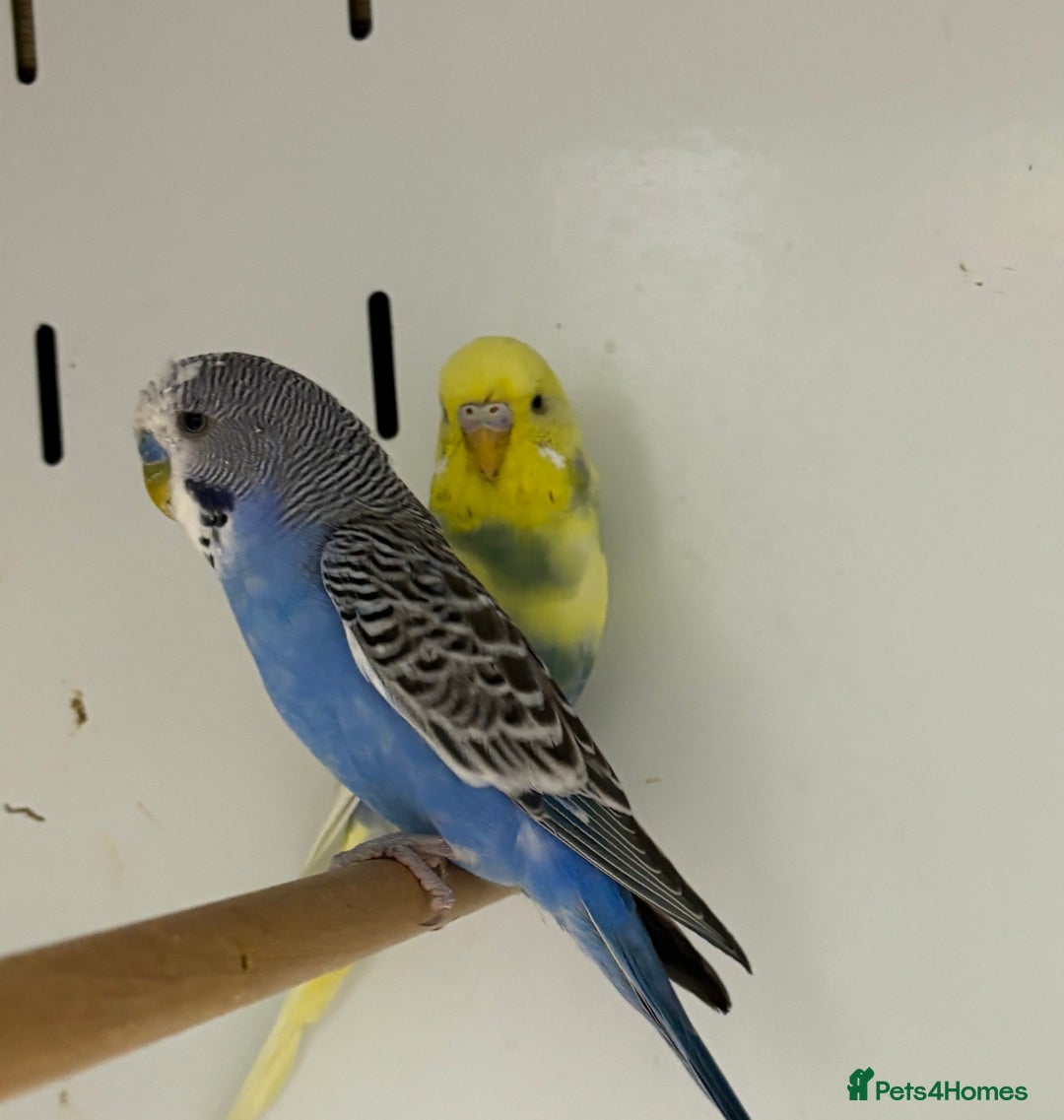 Budgerigars birds for sale: Beautiful baby budgies  - Image 8
