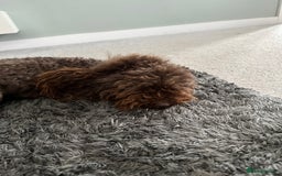 Toy Poodle dogs for sale: Toy poodle for sale  - Image 2