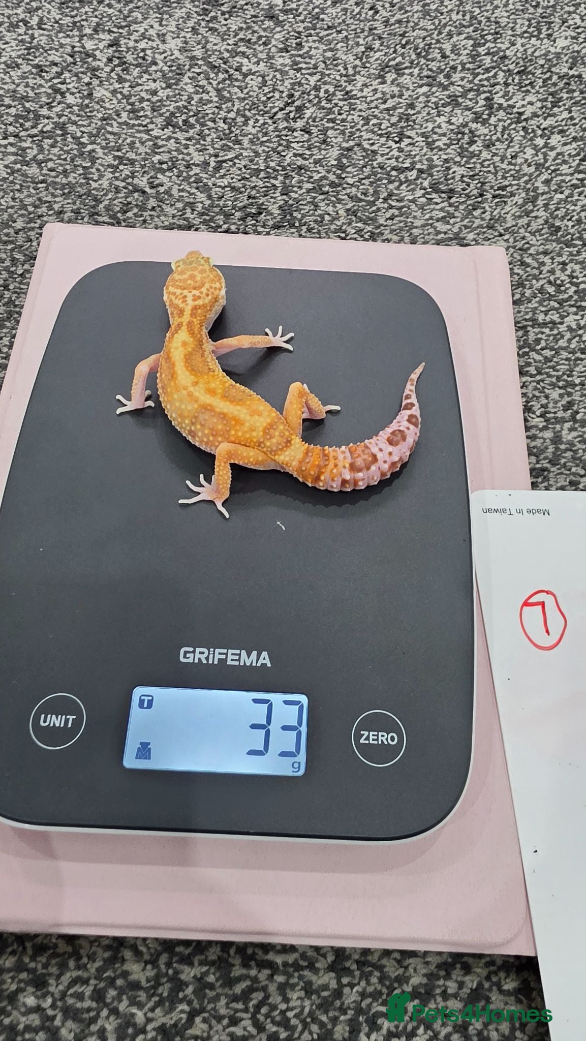 Leopard Gecko reptiles Various leopard geckos CB25 handleable.  - Advert 1
