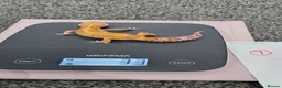 Leopard Gecko reptiles for sale: Various leopard geckos CB25 handleable.  - Advert 1