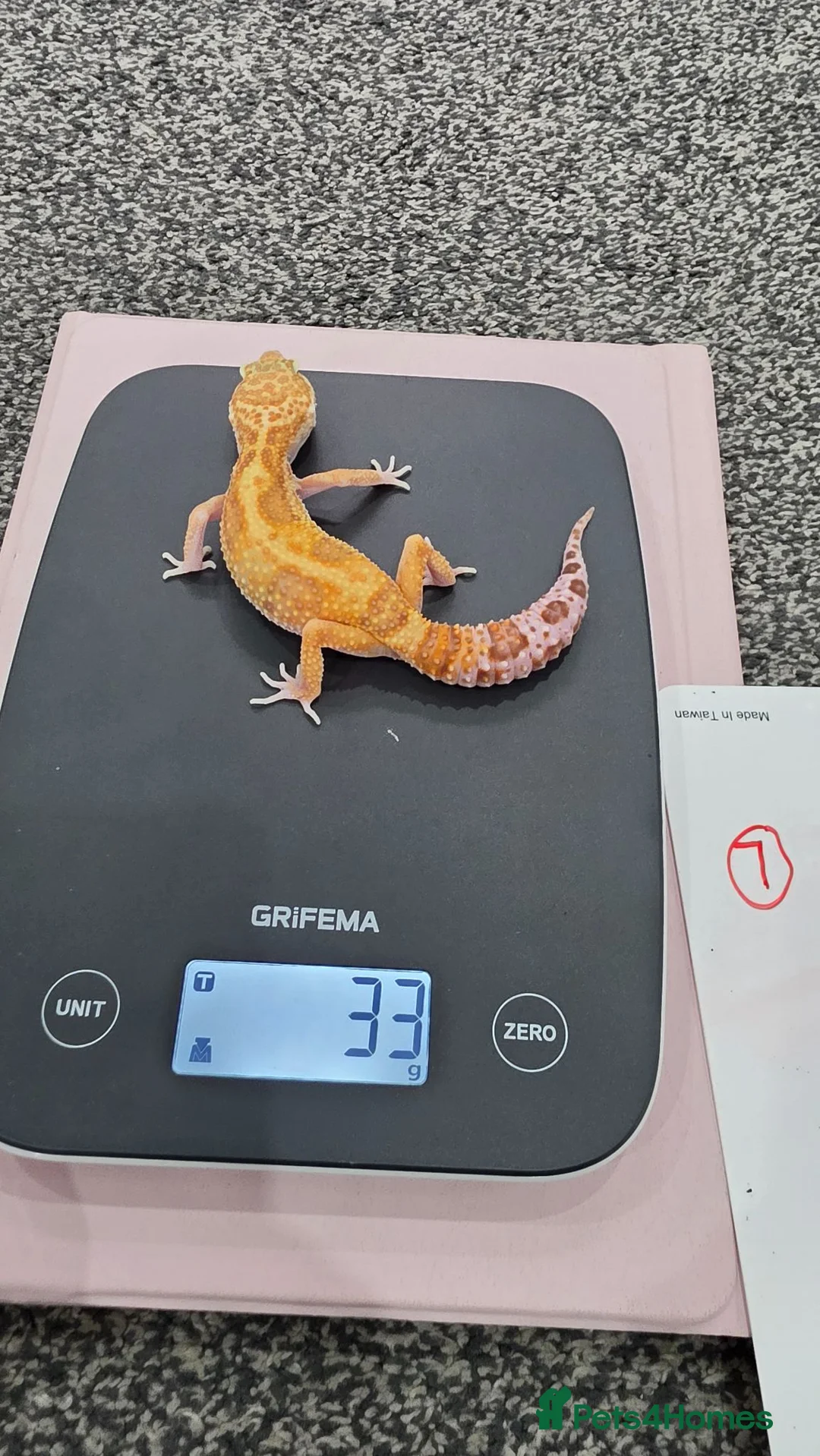 Leopard Gecko reptiles for sale: Various leopard geckos CB25 handleable.  - Advert 1