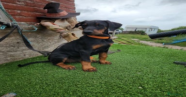 Dobermann dogs in Durham - Advert 7