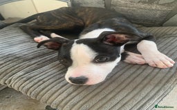 Mixed Breed dogs for sale: American Bully johnsons american bulldog - Image 3